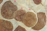 Plate of Paleocene Fossil Leaves - Glendive, Montana #227725-5